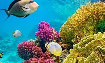 İstanbul Çıkışlı Ajet İle Sharm El Sheıkh Turu 5 Gece